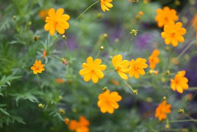 Close-up of yellow cosmos flowers