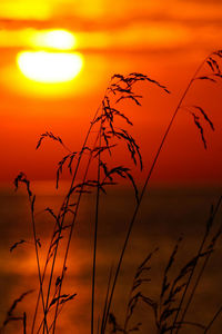 Scenic view of sunset