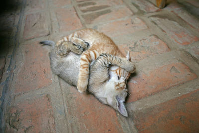 High angle view of cats sleeping