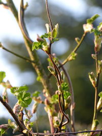 Close-up of green plant