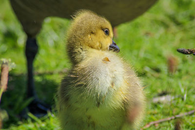 Close-up of a gosling on field