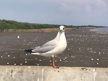 Seagull perching on a beach