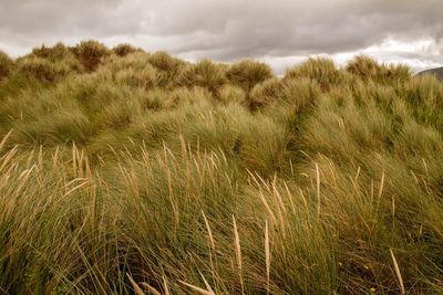 Wheat growing on field against sky