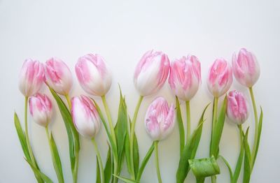 Close-up of pink tulips against white background