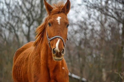 Portrait of a horse