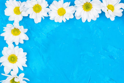 High angle view of white flowers floating on swimming pool