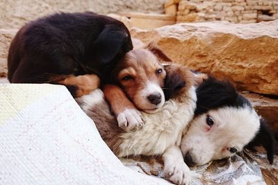 Four puppies resting together