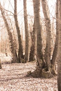 Trees in forest