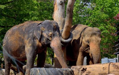 Elephant on tree trunk