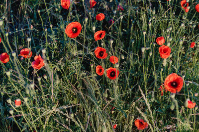 Close-up of red poppy flowers on field