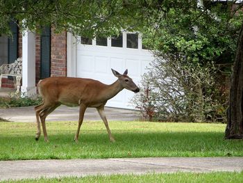 Side view of deer standing on field