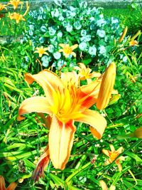 Close-up of day lily blooming outdoors