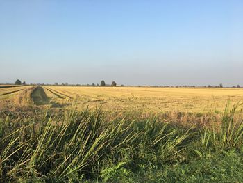 Scenic view of agricultural field against clear sky