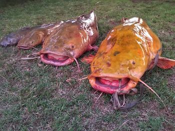 Close-up of crab on field