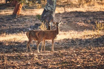 Deer standing in a field