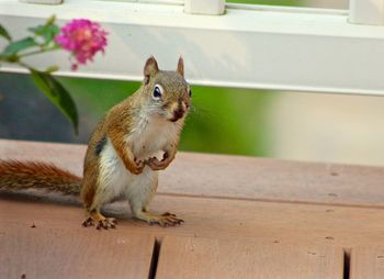 Squirrel on plank