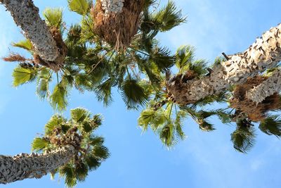 Low angle view of tree against sky