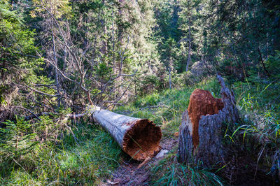 Trees in forest