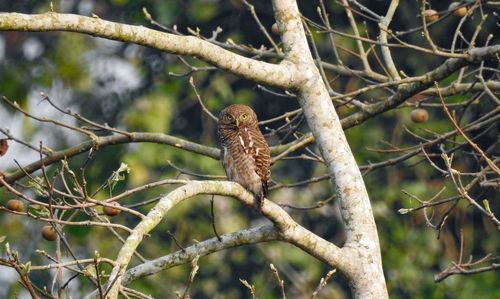 Bird perching on tree