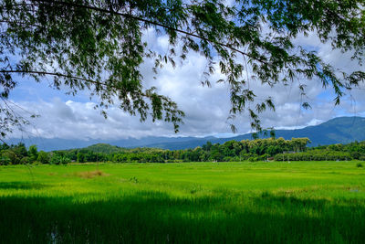 Scenic view of field against sky