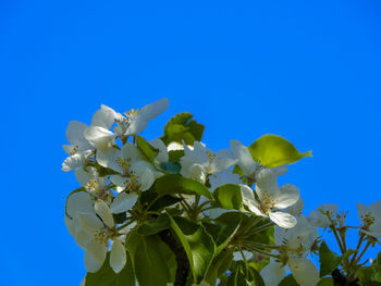 Low angle view of flowering plant against blue sky