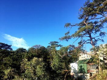 Low angle view of trees against blue sky