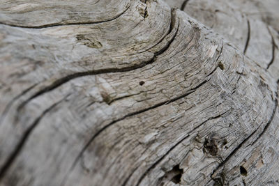 Full frame shot of tree stump