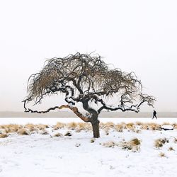 Tree on snow covered landscape against clear sky