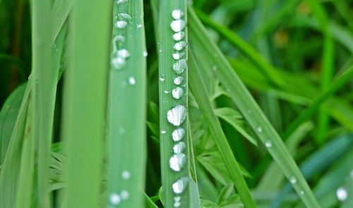 Close-up of water drops on leaf