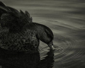 Close-up of duck drinking water in a lake