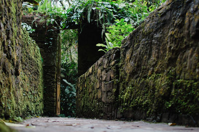 Trees growing in forest