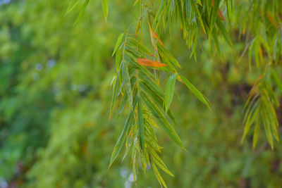 Close-up of fresh green plant