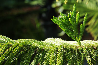 Close-up of green plant