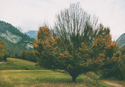 Trees on landscape against sky