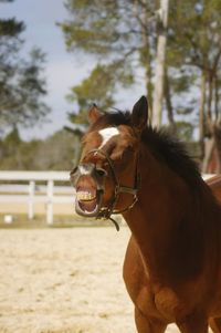 Horse showing teeth at pen