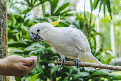 Bird perching on hand against tree