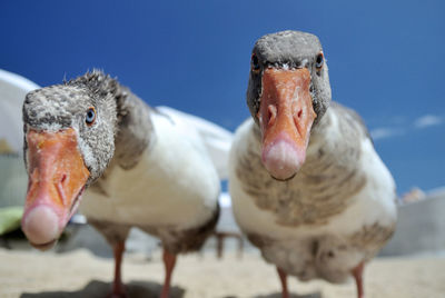 Close-up of birds