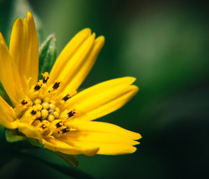 Close-up of yellow flower