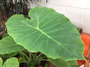 High angle view of leaves on plant