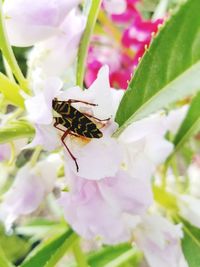 Close-up of bee on purple flower