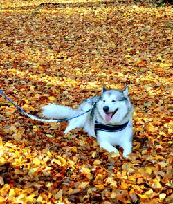High angle portrait of dog on field during autumn