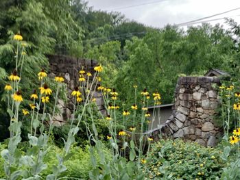 Scenic view of flowering plants and trees against sky