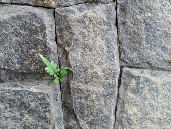 Close-up of plant growing on rock against wall