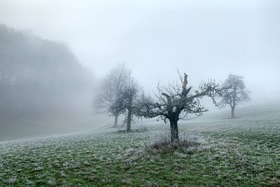 Trees on field against sky