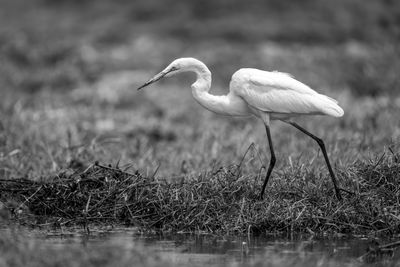 Gray heron standing on field