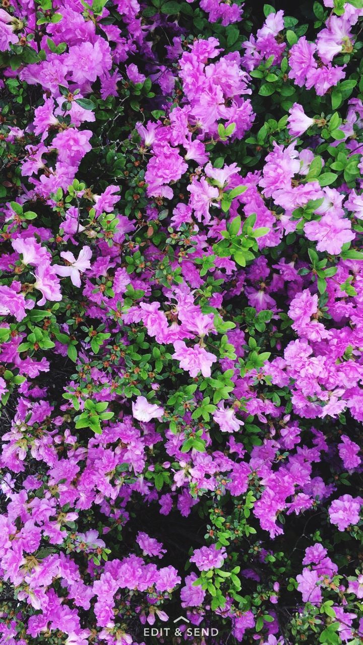 flower, pink color, backgrounds, growth, full frame, fragility, nature, freshness, beauty in nature, petal, plant, no people, blooming, day, flower head, outdoors, petunia, close-up