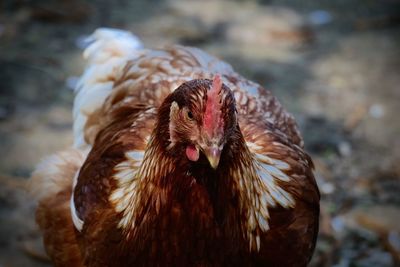 Close-up of hen on ground