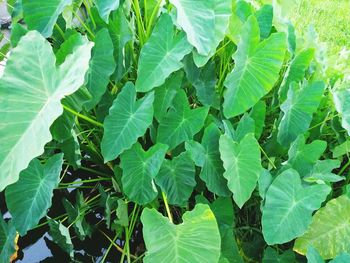 Close-up of green leaves