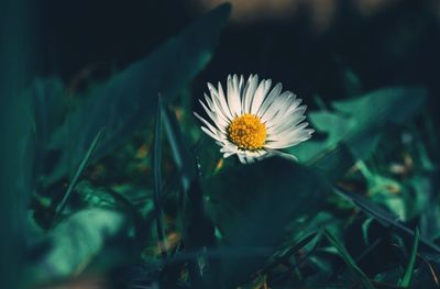 Close-up of white flower in bloom