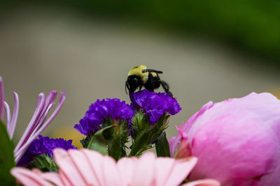 Close-up of insect pollinating on purple flower